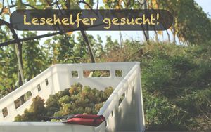Lesehelfer 2026 gesucht